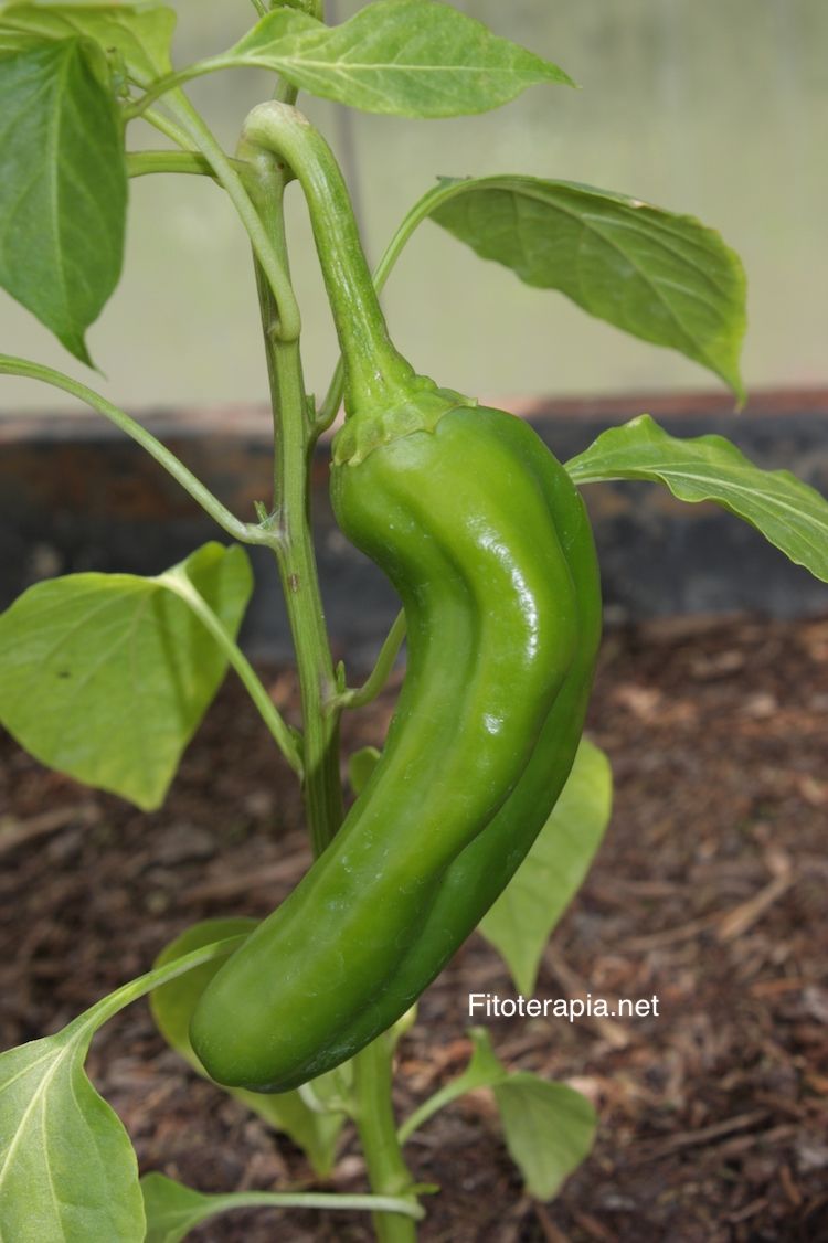 </i>Capsicum annuum</i>
