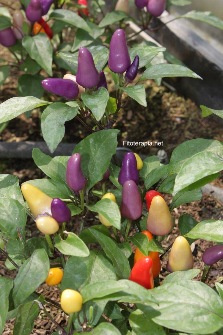 </i>Capsicum annuum</i>