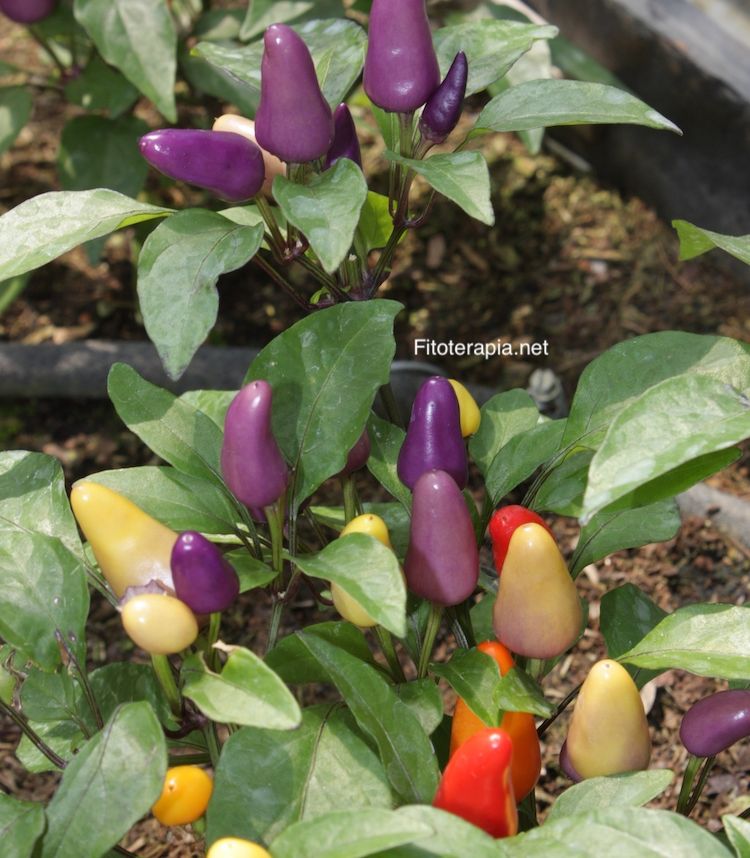 </i>Capsicum annuum</i>
