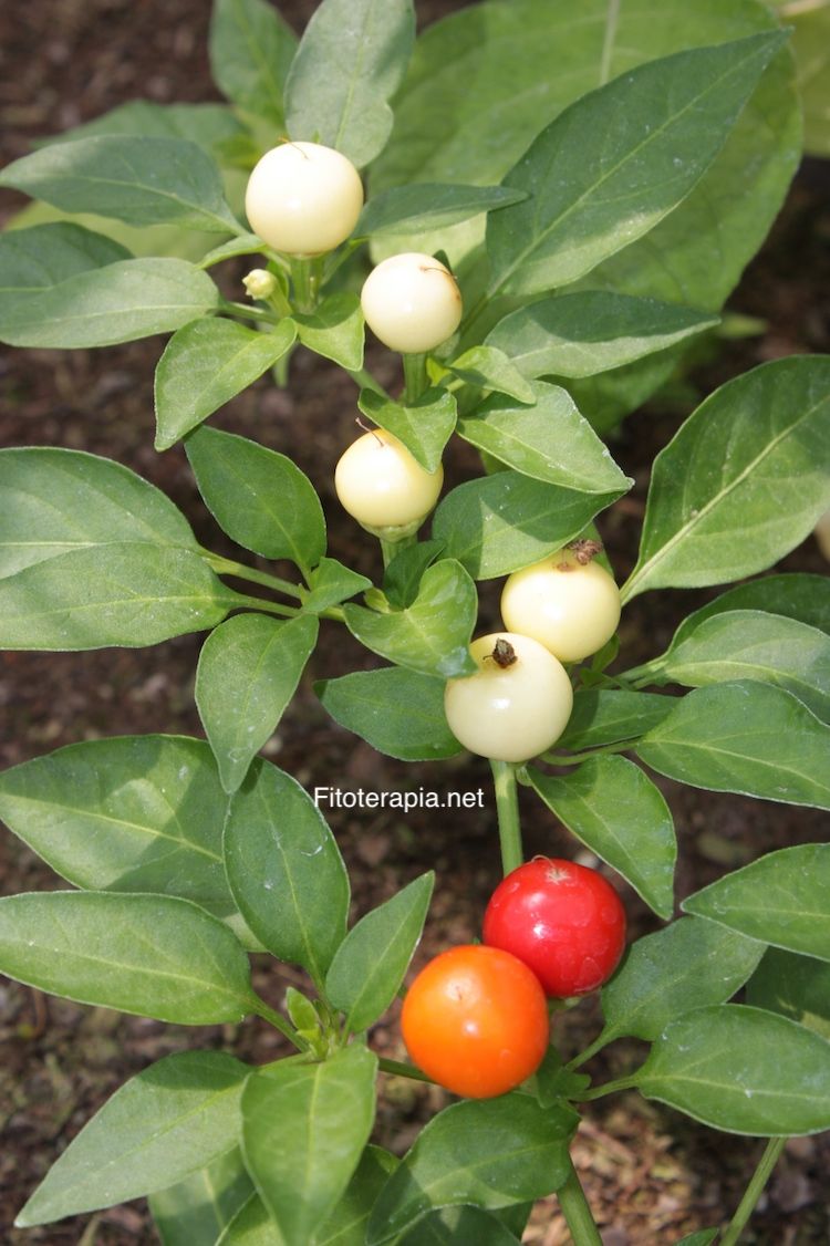 </i>Capsicum annuum</i>