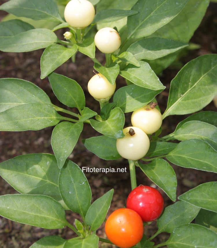 </i>Capsicum annuum</i>