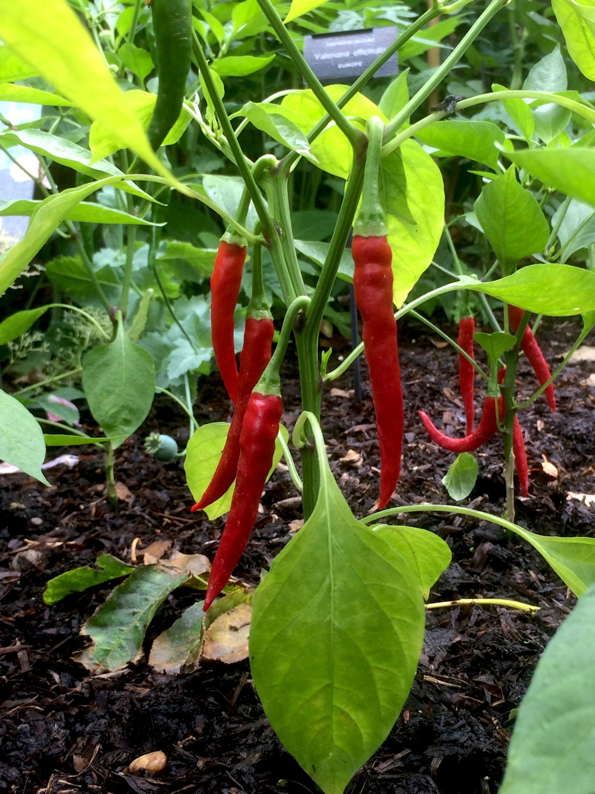 </i>Capsicum annuum</i>