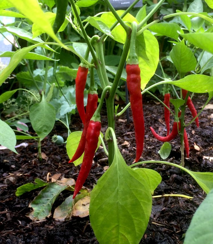 </i>Capsicum annuum</i>