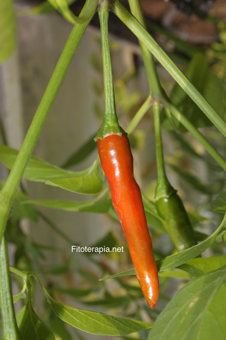 </i>Capsicum annuum</i>