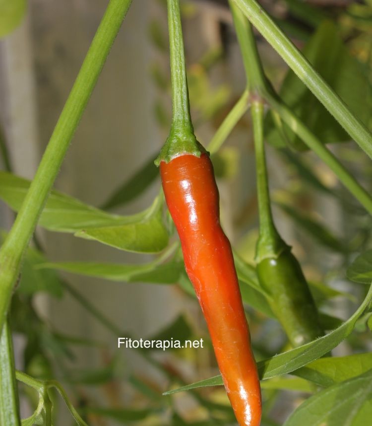 </i>Capsicum annuum</i>