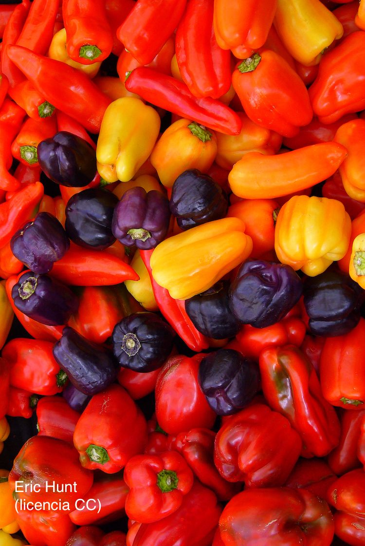 </i>Capsicum annuum</i>