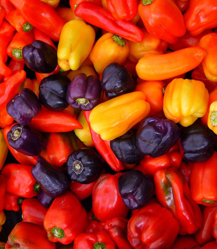 </i>Capsicum annuum</i>