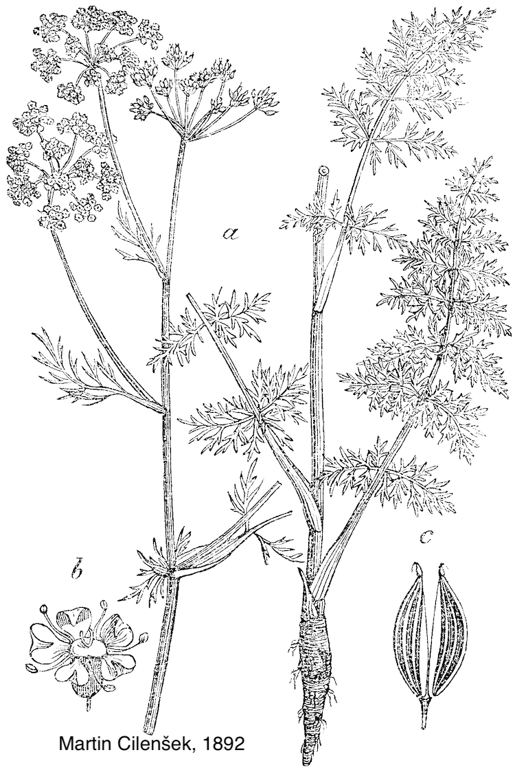 Alcaravea