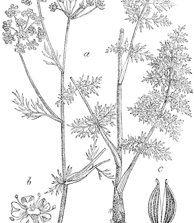 Alcaravea