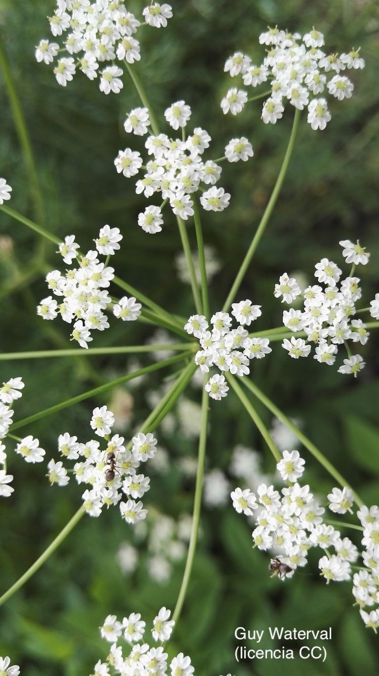 Alcaravea