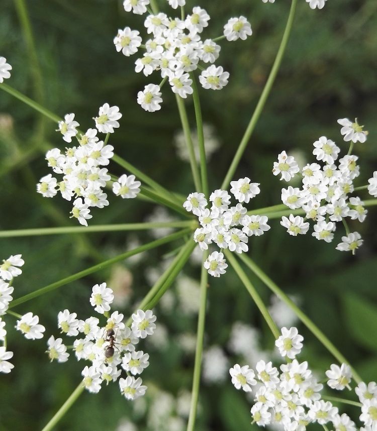 Alcaravea