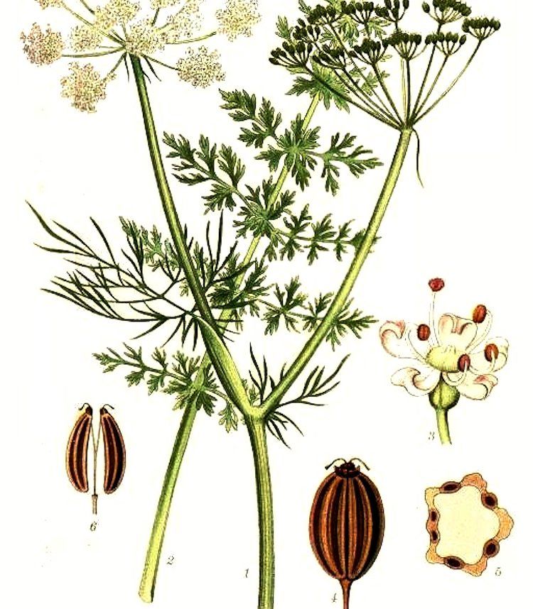 Alcaravea