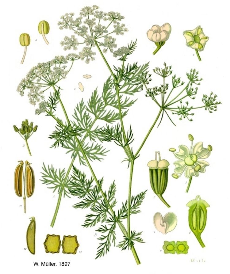 Alcaravea
