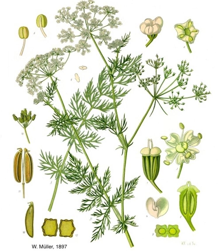Alcaravea