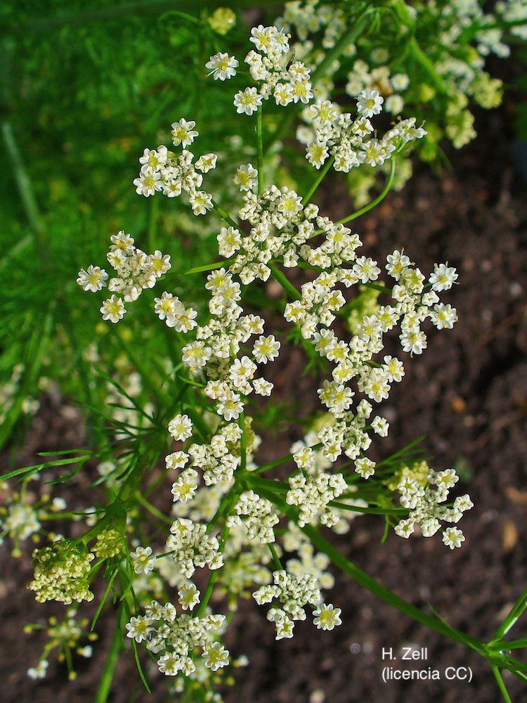 Alcaravea