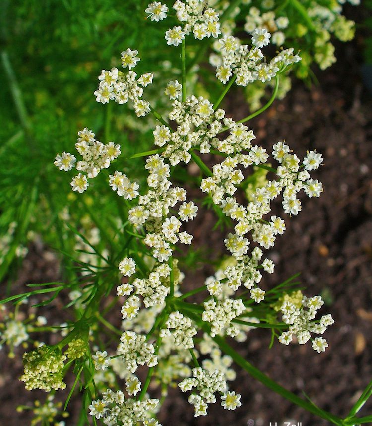 Alcaravea