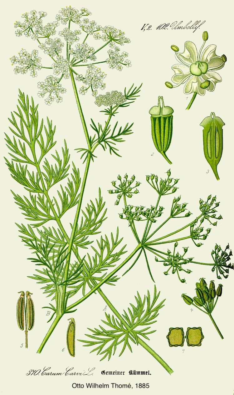 Alcaravea