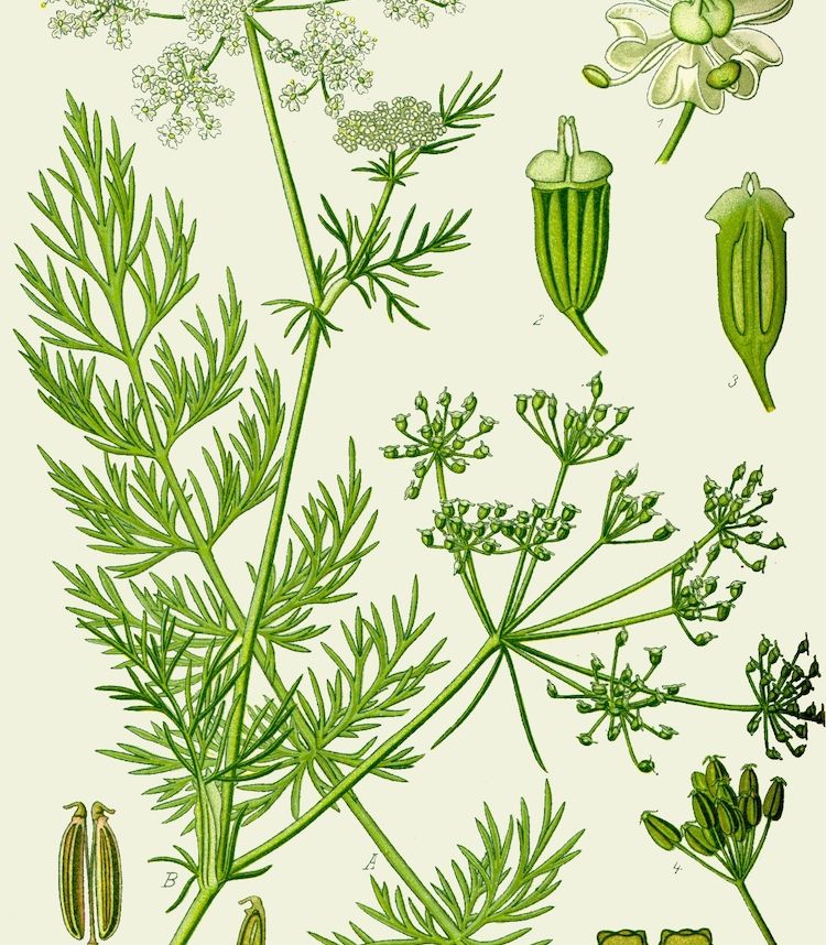 Alcaravea