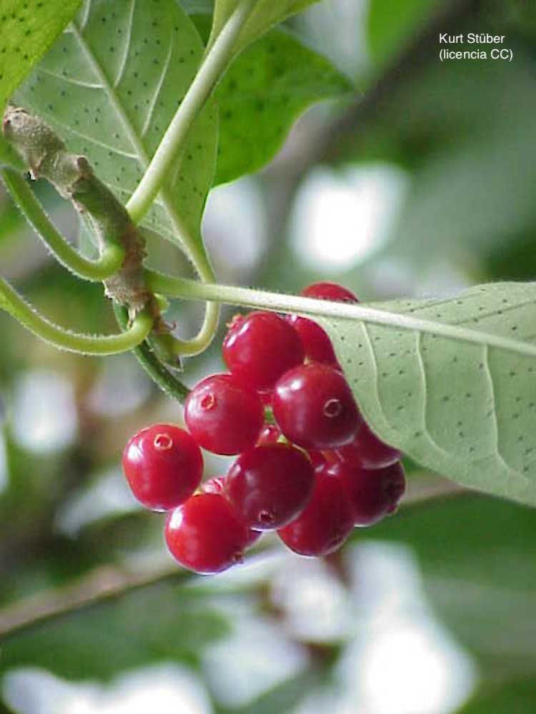 <i>Cephaelis acuminata</i>