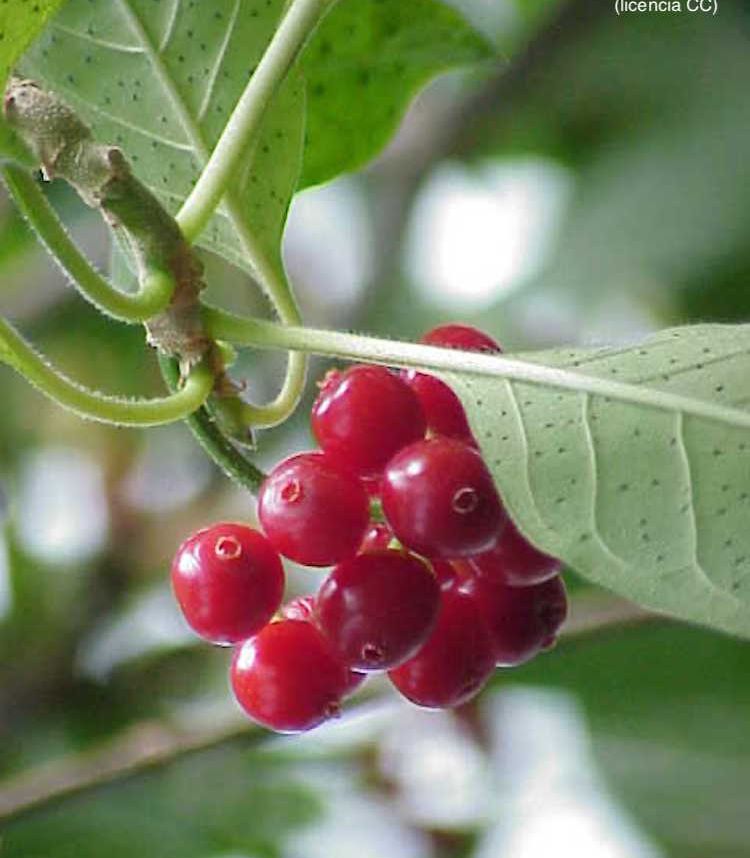 <i>Cephaelis acuminata</i>