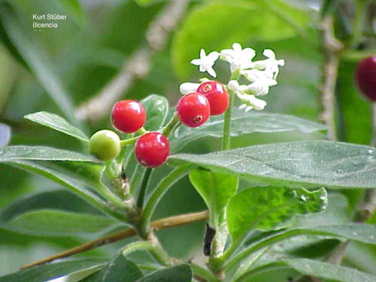 <i>Cephaelis acuminata</i>