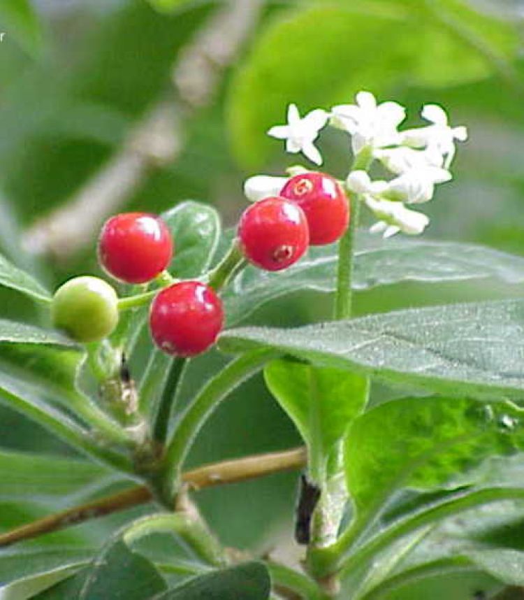 <i>Cephaelis acuminata</i>