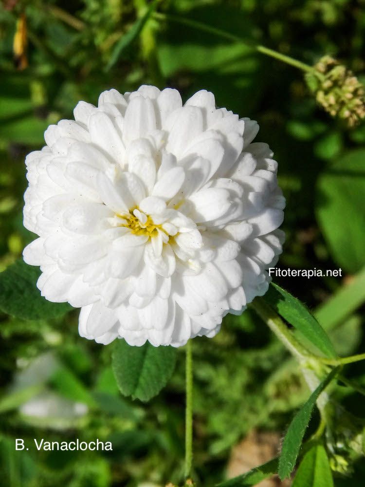 Manzanilla romana, vairedad doble flor