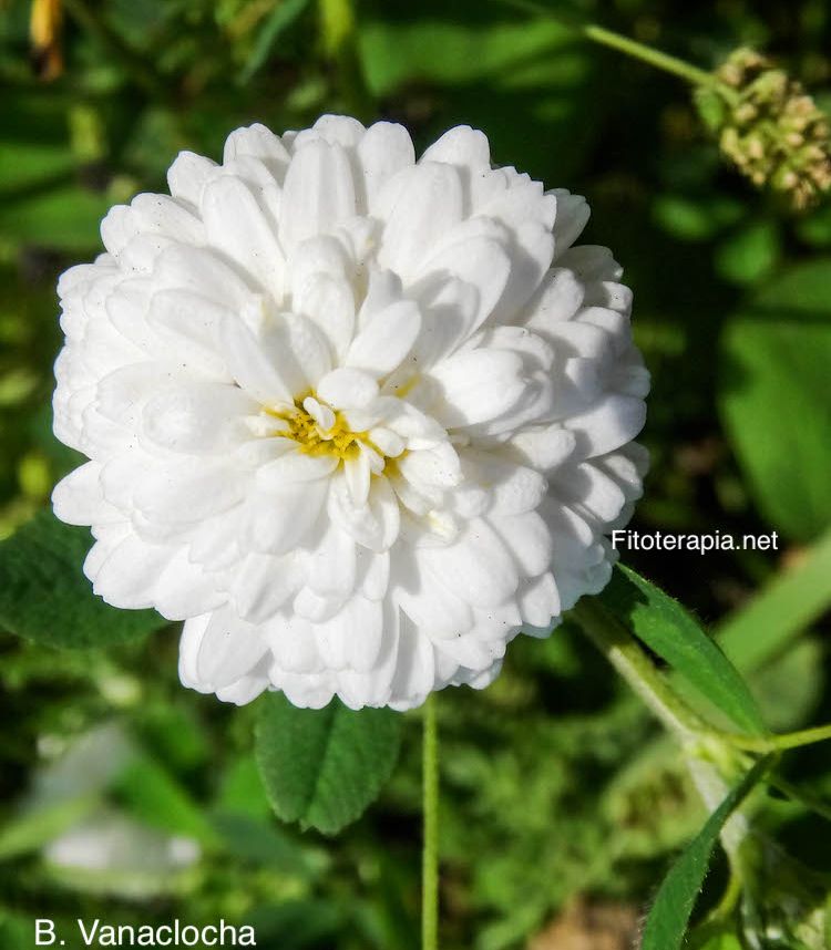 Manzanilla romana, vairedad doble flor