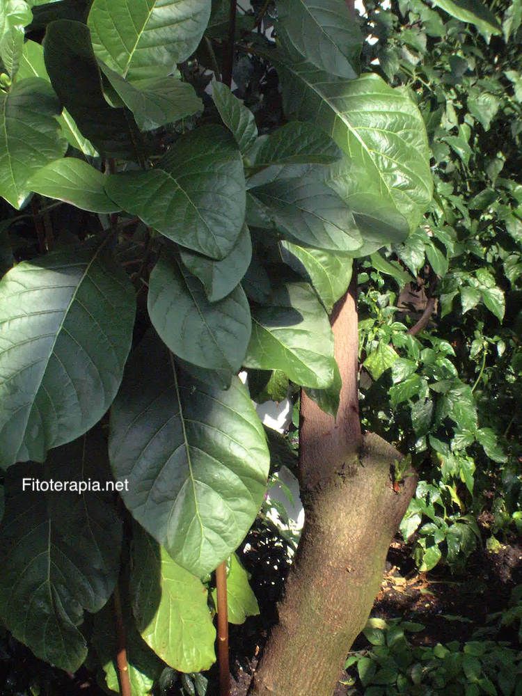 <i>Cinchona pubescens</i>
