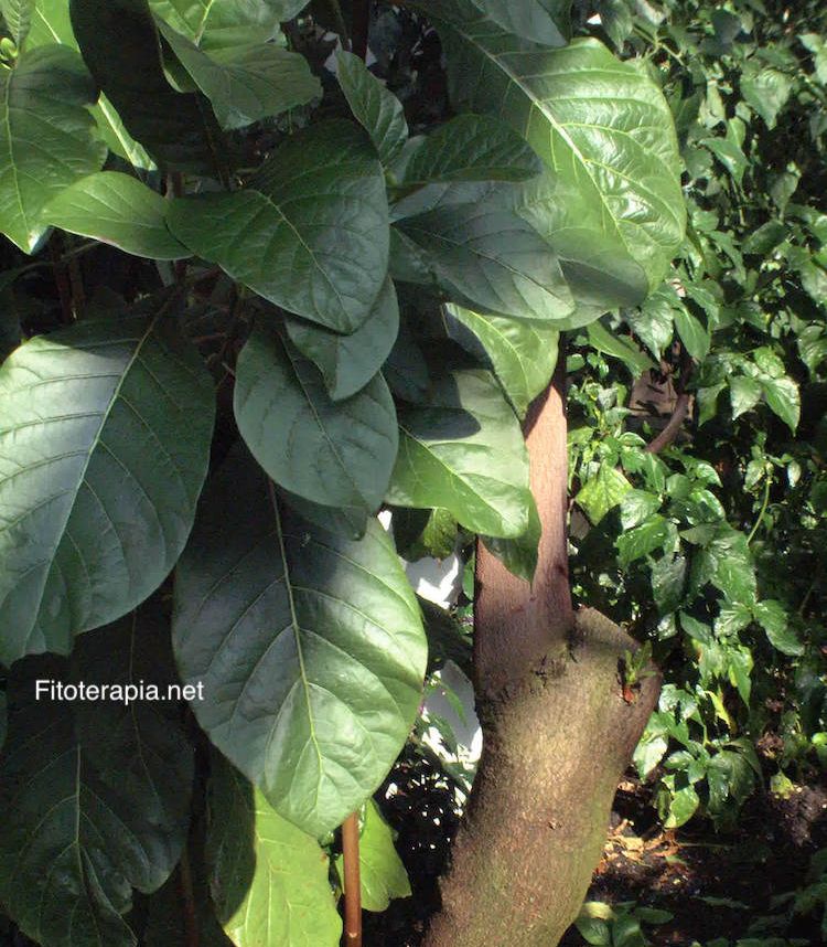 <i>Cinchona pubescens</i>