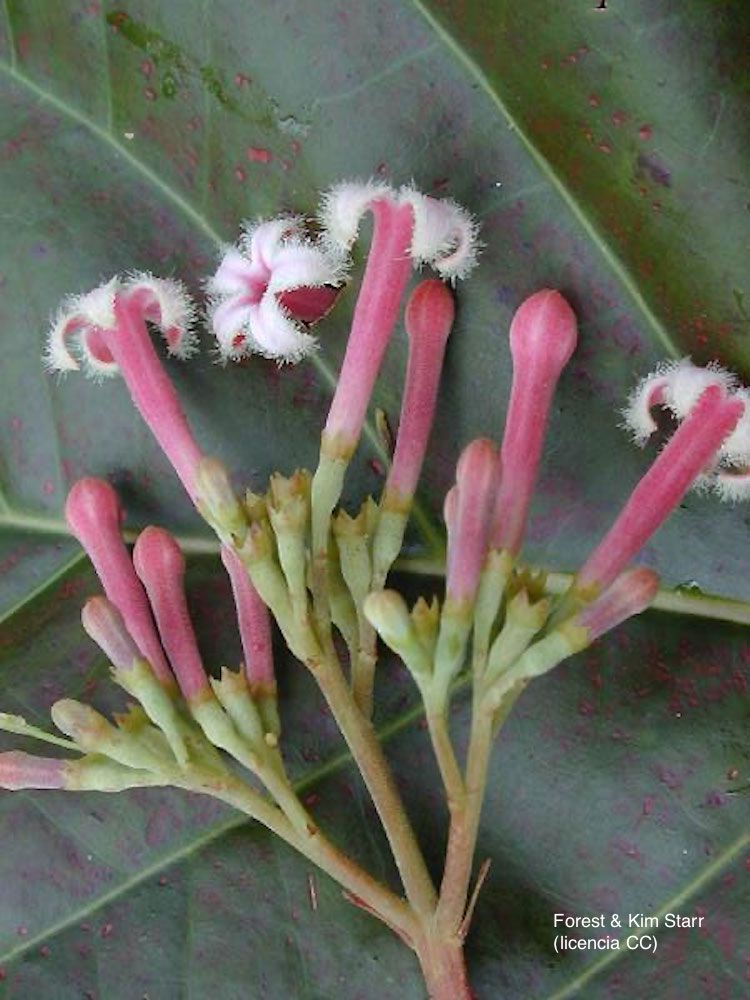 <i>Cinchona pubescens</i>