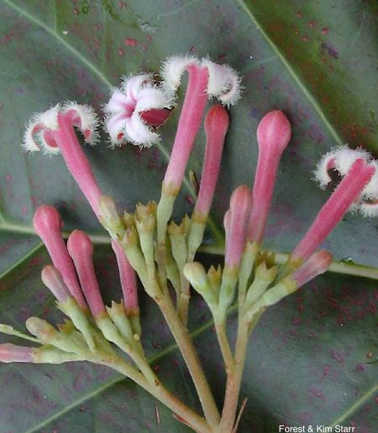 <i>Cinchona pubescens</i>