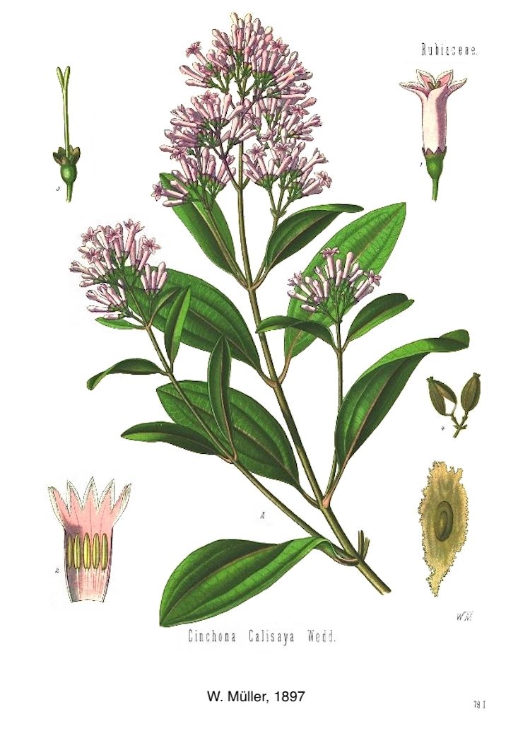 <i>Cinchona calisaya</i>