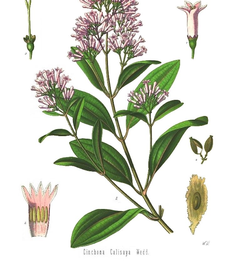 <i>Cinchona calisaya</i>