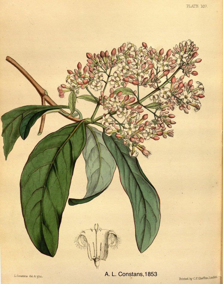 <i>Cinchona calisaya</i>