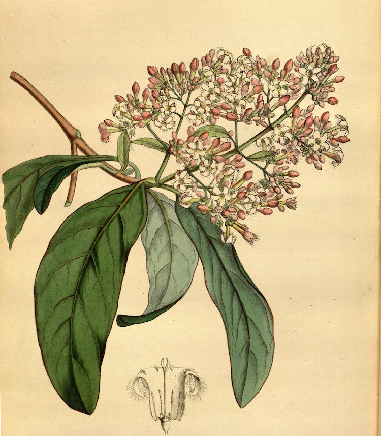 <i>Cinchona calisaya</i>