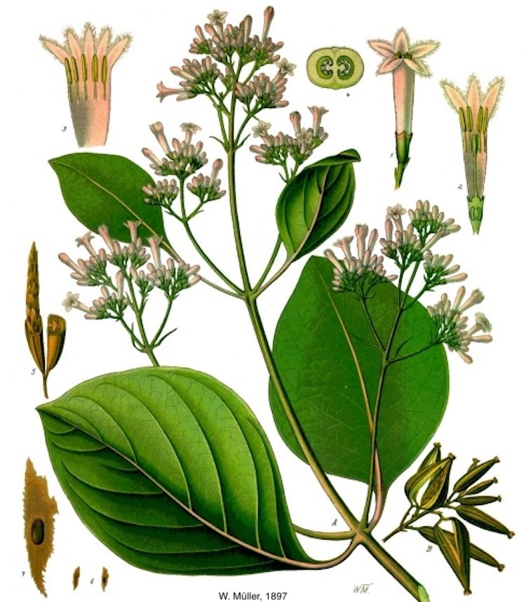 <i>Cinchona pubescens</i>