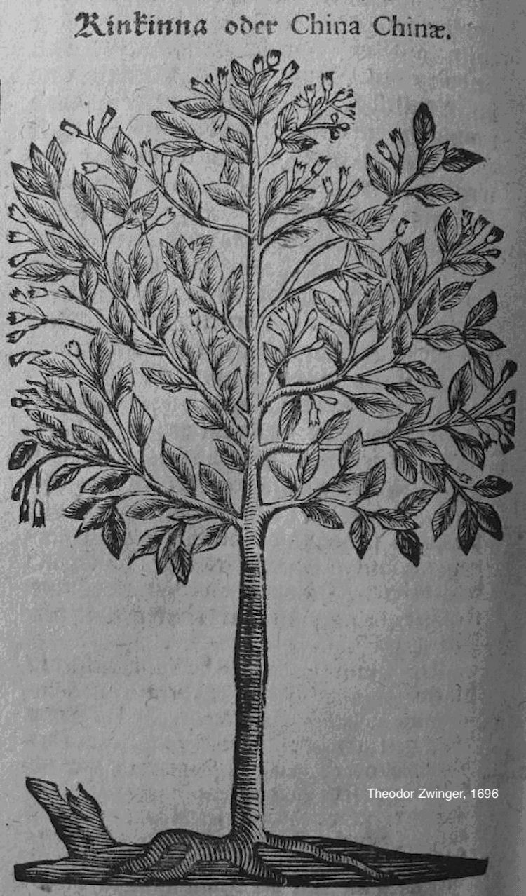 <i>Cinchona pubescens</i>