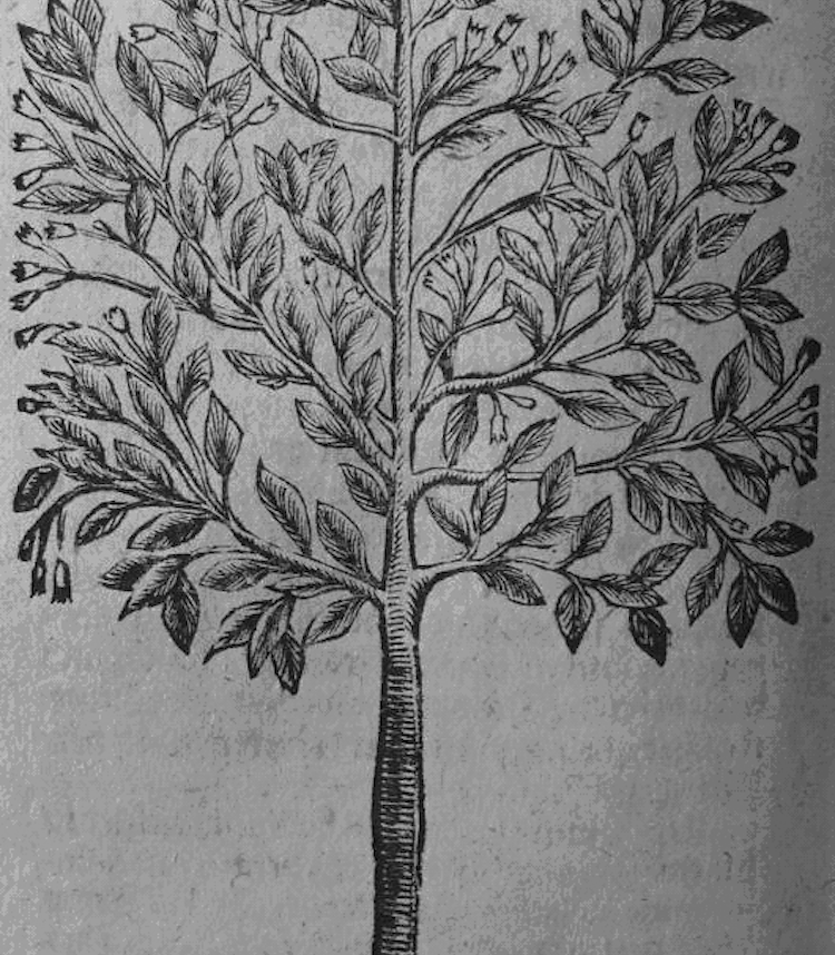 <i>Cinchona pubescens</i>