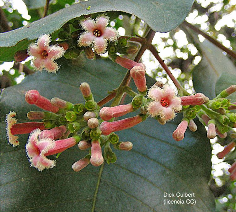 <i>Cinchona pubescens</i>