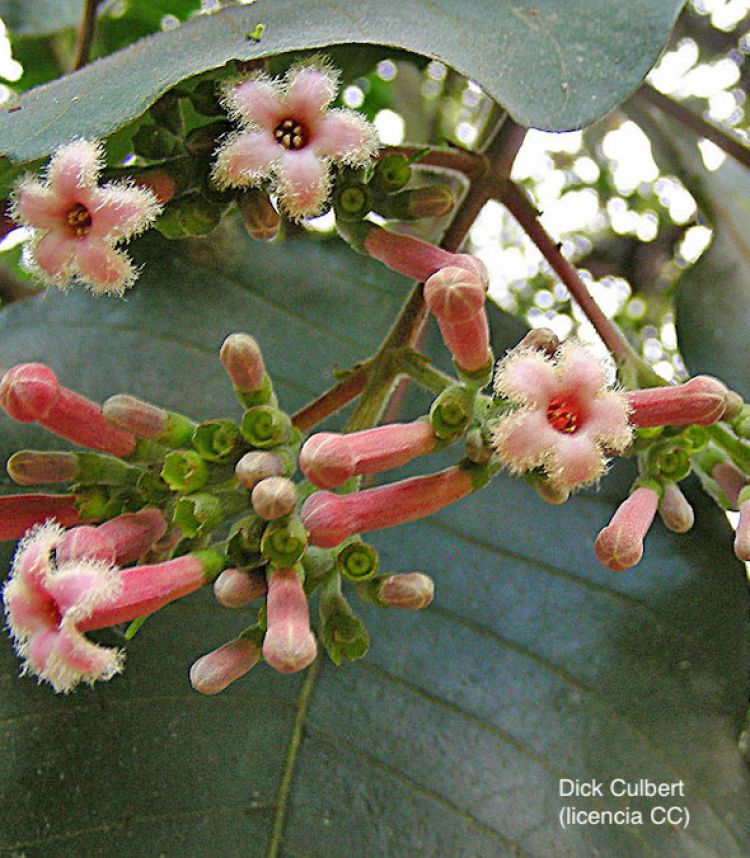 <i>Cinchona pubescens</i>