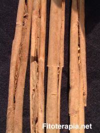 Efecto reepitelizante de la canela