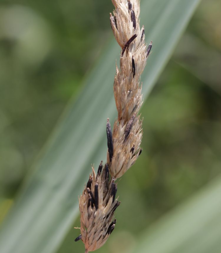 Cornezuelo de centeno