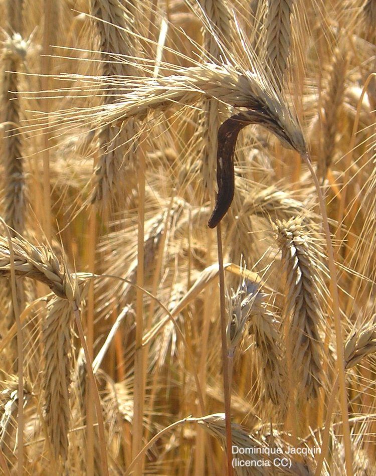 Cornezuelo de centeno