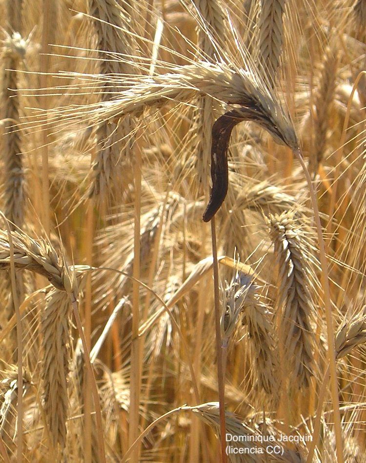 Cornezuelo de centeno