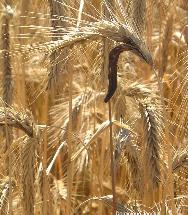 Cornezuelo de centeno