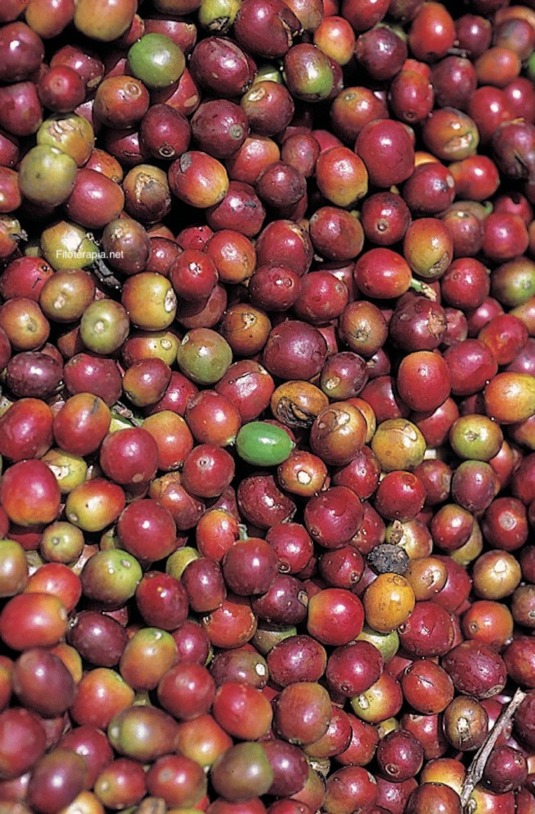 <i>Coffea arabica</i>