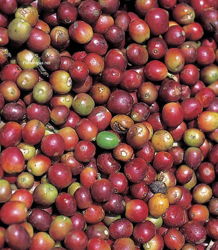 <i>Coffea arabica</i>