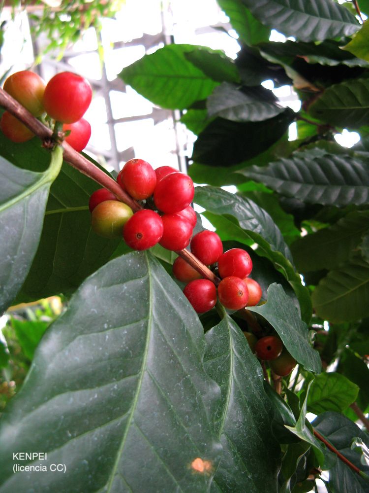 <i>Coffea arabica</i>