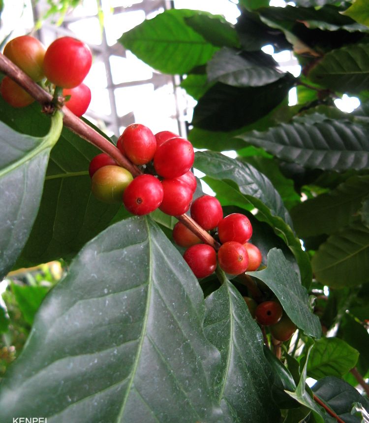 <i>Coffea arabica</i>